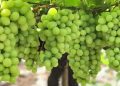 Nashik Grapes