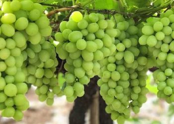 Nashik Grapes