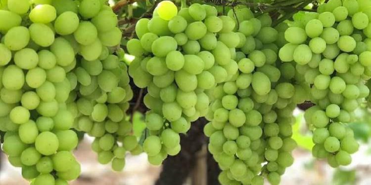 Nashik Grapes
