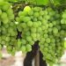 Nashik Grapes