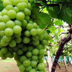 Nashik Grapes