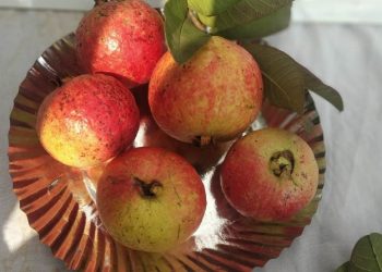 Allahabad Surkha Guava