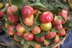 Allahabad Surkha Guava