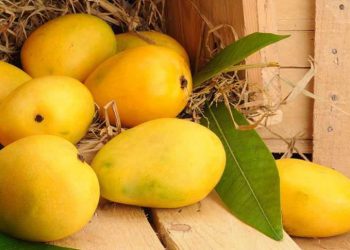 Banaganapalle Mangoes