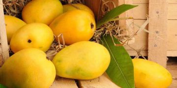 Banaganapalle Mangoes