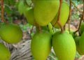 Appemidi Mango