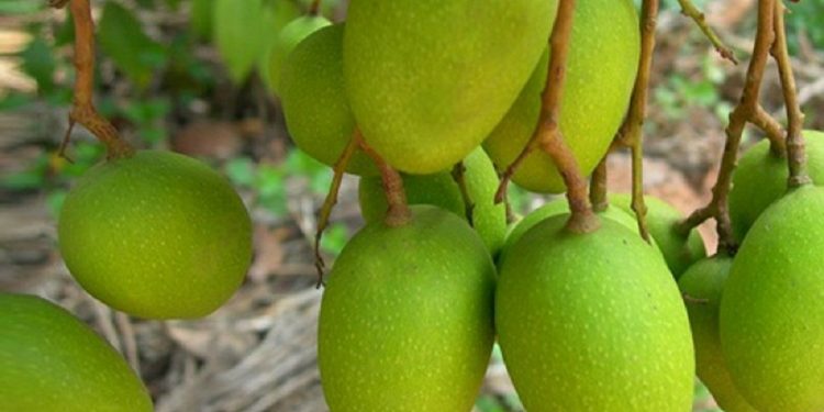 Appemidi Mango