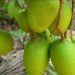 Appemidi Mango