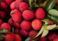 Tezpur Litchi