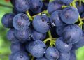 Bangalore Blue Grapes