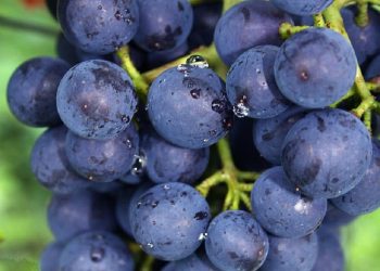 Bangalore Blue Grapes