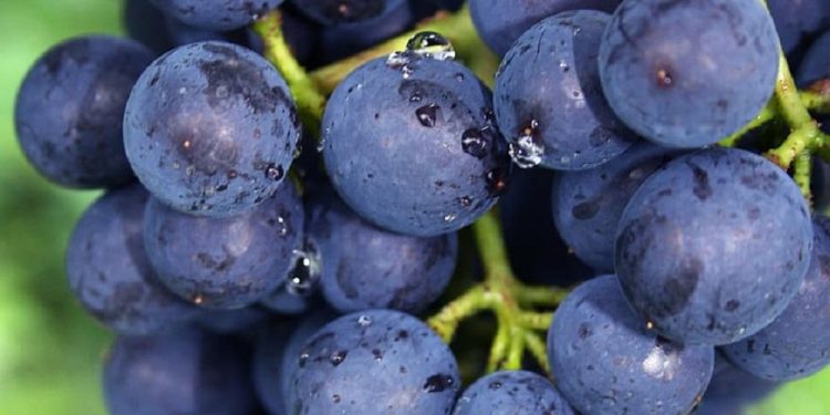 Bangalore Blue Grapes