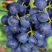 Bangalore Blue Grapes