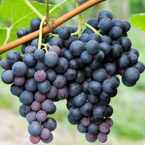 Bangalore Blue Grapes