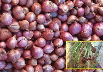 Bangalore Rose Onion