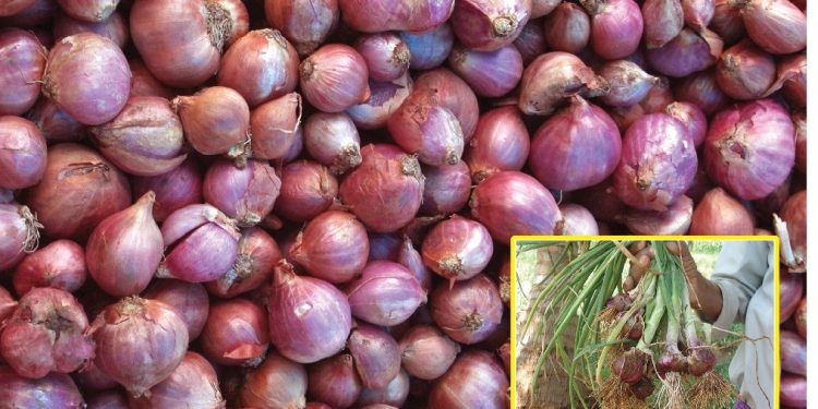 Bangalore Rose Onion