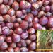 Bangalore Rose Onion