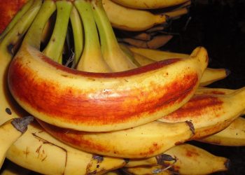 Chengalikodan Nendran Banana
