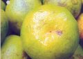 Coorg Orange