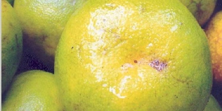 Coorg Orange
