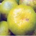 Coorg Orange