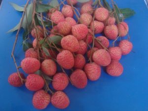 Shahi Litchi of Bihar