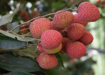 Shahi Litchi of Bihar