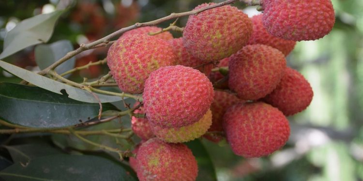 Shahi Litchi of Bihar