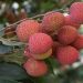 Shahi Litchi of Bihar
