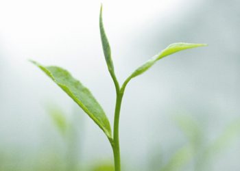 Darjeeling Tea (word & Logo)