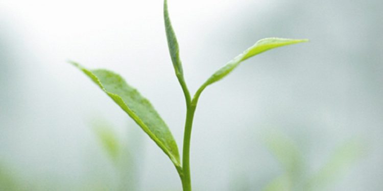 Darjeeling Tea (word & Logo)