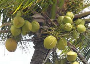 Eathomozhy Tall Coconut