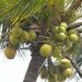 Eathomozhy Tall Coconut