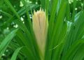 Ganjam Kewda Flower