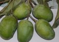 Gir Kesar Mango