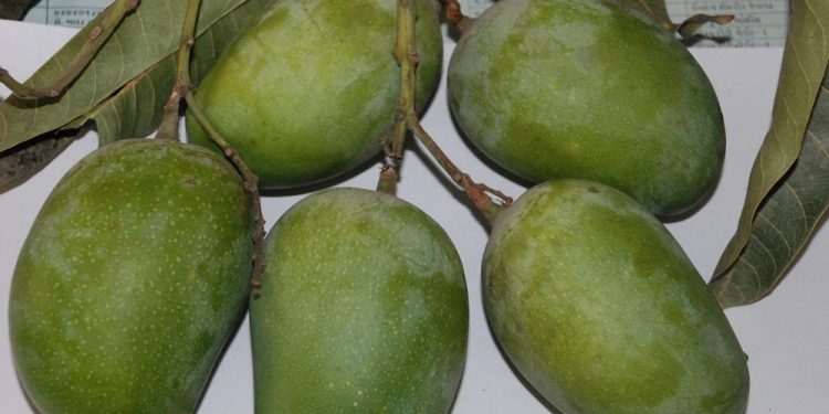 Gir Kesar Mango