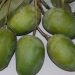 Gir Kesar Mango