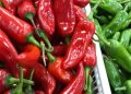 Khola_Chilli