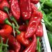 Khola_Chilli