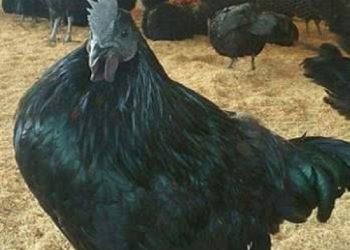 Jhabua Kadaknath Black Chicken Meat
