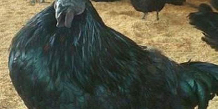 Jhabua Kadaknath Black Chicken Meat