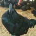 Jhabua Kadaknath Black Chicken Meat