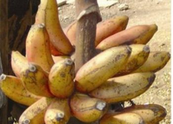 Kamalapur Red Banana