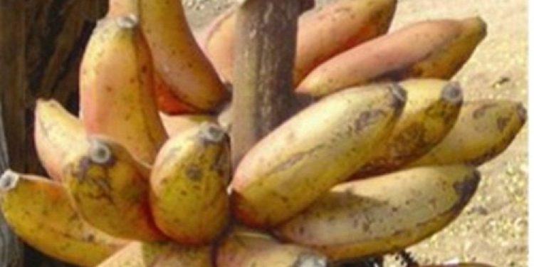 Kamalapur Red Banana