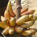 Kamalapur Red Banana