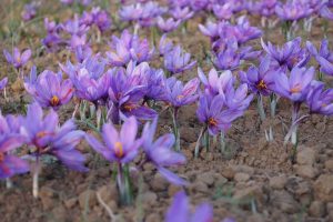 Kashmir Saffron