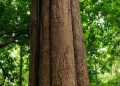 Nilambur Teak