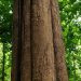 Nilambur Teak