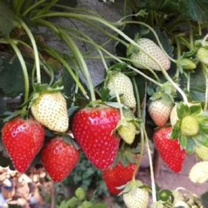 Mahabaleshwar Strawberry