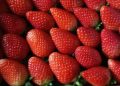 Mahabaleshwar Strawberry